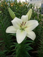 [5071 Merluza No01.JPG]